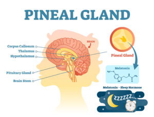 Pineal gland anatomical cross section vector illustration diagram with human brains. Melatonin. Medical information poster.